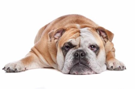 Excuses Don’t Feed the Bulldog Image